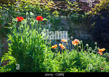 Eine beleuchtete Blumen mit Mohnblumen gegen eine Wand in einem englischen Landhaus-Garten im Sommer Stockfoto