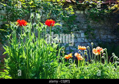 Eine beleuchtete Blumen mit Mohnblumen gegen eine Wand in einem englischen Landhaus-Garten im Sommer Stockfoto