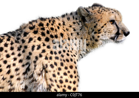 Profilbildnis von afrikanischen Cheetah (Acinonyx Jubatus) isoliert auf weißem Hintergrund Stockfoto