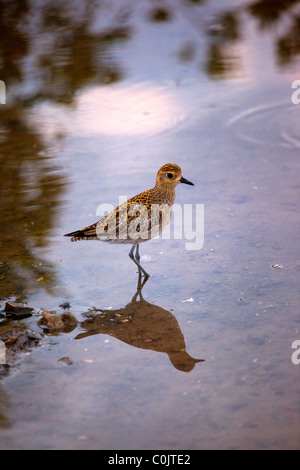 Kolea, pazifischen Goldregenpfeifer Pluvialis Fulva, Hawaii Stockfoto