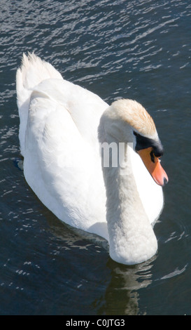 Höckerschwan (Cygnus Olor) Stockfoto