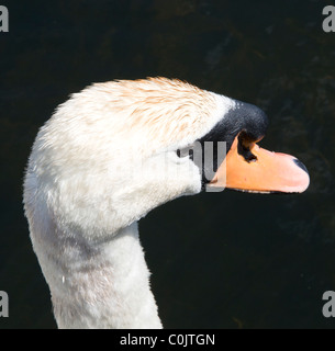 Höckerschwan (Cygnus Olor) Stockfoto