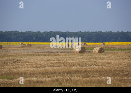 Landwirtschaftlichen Bereich nach der Ernte in Serbien Stockfoto