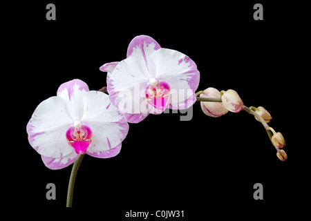 Phalaenopsis Orchidee auf schwarzem Hintergrund Stockfoto