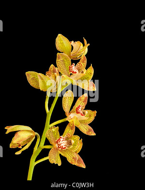 Über Horizonte "Einfachheit" Cymbidium Orchidee Stockfoto