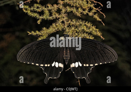 Gemeinsamen Mormone (Papilio Polytes) mit Flügel gespreizt an einer Pflanze Stockfoto