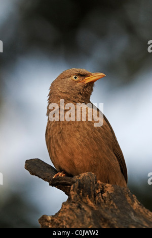 Jungle Babbler (Turdoides Striata) thront auf einem Ast eines Baumes Stockfoto