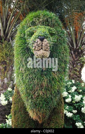 Formschnitt Lion SeaWorld Orlando Florida Stockfoto