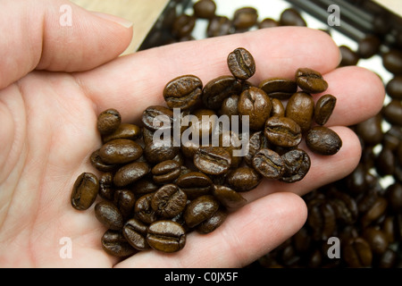 Frisch geröstete Kaffeebohnen in der Hand - ganze Bohne Stockfoto