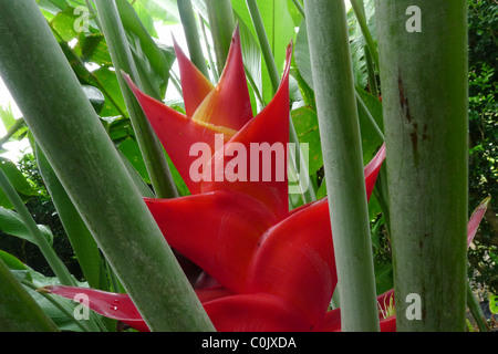 Heliconia Caribea Purpurea, Lyon Arboretum, Manoa Vally, Honolulu, Hawaii Stockfoto