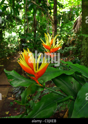 Heliconia Blume, Lyon Arboretum, Manoa Valley, Honolulu, Oahu, Hawaii Stockfoto