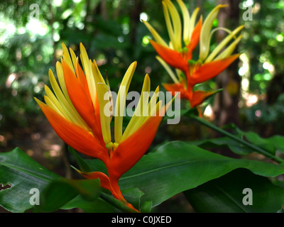 Heliconia Blume, Lyon Arboretum, Manoa Valley, Honolulu, Oahu, Hawaii Stockfoto