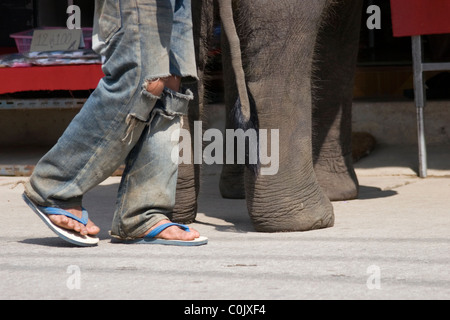 Ein junger Mann mit Löchern in der Hose ist auf einer Straße Behnd arbeiten Elefanten Fuß, die er in Mae Sai, Thailand führt. Stockfoto