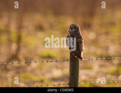 Wilde Short Eared Owl thront auf hölzernen Zaunpfosten in North Lincolnshire Stockfoto