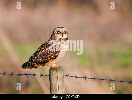 Wilde Short Eared Owl thront auf hölzernen Zaunpfosten in North Lincolnshire Stockfoto