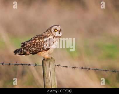 Wilde Short Eared Owl thront auf hölzernen Zaunpfosten in North Lincolnshire Stockfoto