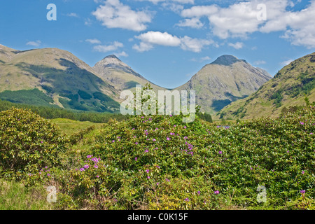 Frühsommer Blick auf Glen Coe Hügel von Glen Etive in Schottland mit Rhododendren blühen am Lochan Urr Stockfoto