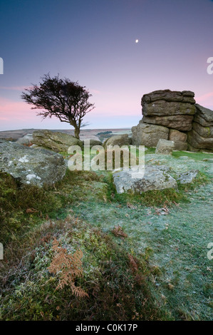 Felsen und Weißdorn Baum und Blick in der Morgendämmerung mit Mond, Sattel Tor, Dartmoor Stockfoto