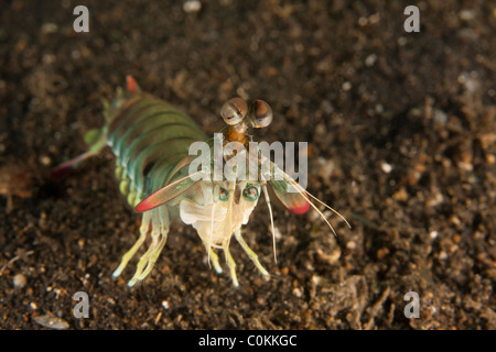 Fangschreckenkrebse (Odontodactylus Scyllarus), Lembeh Strait, Nord-Sulawesi, Indonesien Stockfoto