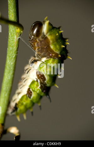 Obstgarten Schwalbenschwanz Papilio Aegeus Raupe, verpuppen sich bereit Stockfoto