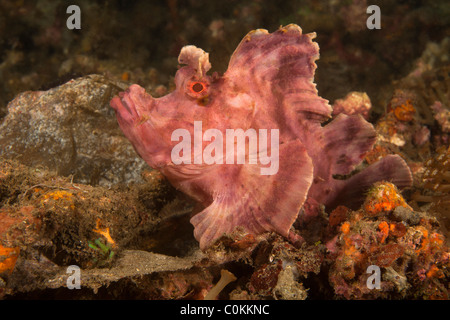 Weedy Drachenköpfe (Rhinopias Frondosa), Lembeh Strait, Nord-Sulawesi, Indonesien Stockfoto