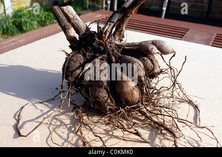 DAHLIEN KNOLLEN BEREIT ZUM TEILEN ODER PFLANZUNG IM FRÜHJAHR. Stockfoto