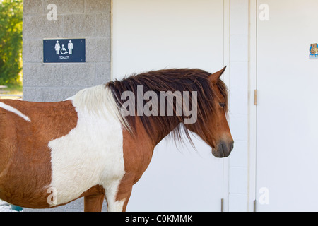 Assateague wildes Pony, Equus Caballus, wartet außerhalb Campingplatz Toiletten, Assateague Island National Seashore, Assateague Island Stockfoto