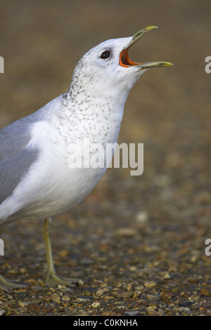 Gemeinsamen Gull Larus Canus Lepe, Hampshire im Oktober anlaufen. Stockfoto