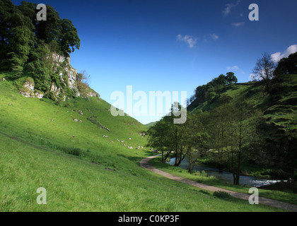 Fluss-Taube am Wolfscote Dale, Mittsommer im Peak District National Park. Stockfoto