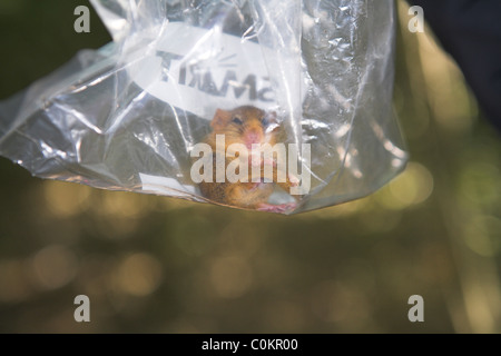 Hazel Haselmaus Muscardinus Avellanarius Erwachsenen in Tasche (bereit zum Wiegen) am Briddlesford, Isle Of Wight im September. Stockfoto