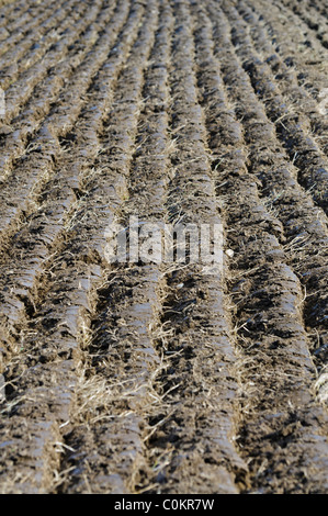 Frisch gepflügten Furchen in einem Feld Stockfoto