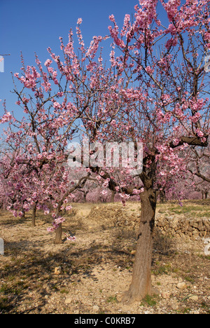 Mandel Obstgarten mit Blüte, [Prunus Dulcis], in der Nähe von Alcalali, Jalon Tal, Provinz Alicante, Comunidad Valencia, Spanien Stockfoto