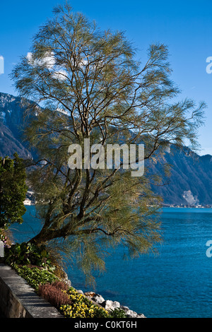 Dekorativer Baum am Ufer des Genfer Sees in Montreux, Schweiz Stockfoto