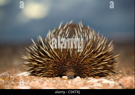 Kurze Beacked Echidna Western Australia Stockfoto