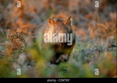 Wombat Stockfoto