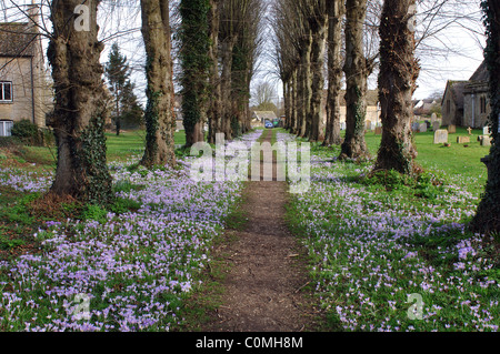 Lindenallee mit Krokus, Heilige Dreifaltigkeit Kirchhof, Ascott unter Wychwood, Oxfordshire, England, UK Stockfoto