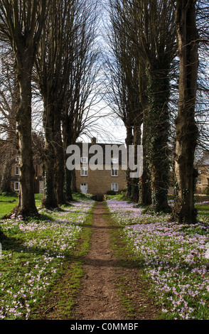 Lindenallee mit Krokus, Heilige Dreifaltigkeit Kirchhof, Ascott unter Wychwood, Oxfordshire, England, UK Stockfoto