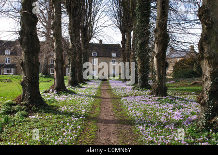 Lindenallee mit Krokus, Heilige Dreifaltigkeit Kirchhof, Ascott unter Wychwood, Oxfordshire, England, UK Stockfoto