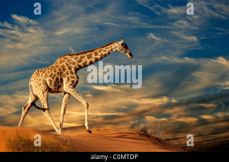 Giraffe (Giraffa Plancius) zu Fuß auf einer Sanddüne mit Wolken, Südafrika Stockfoto