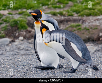 Königspinguine (Aptenodytes Patagonicus) umwerben, St. Andrews Bay, Süd-Georgien Stockfoto