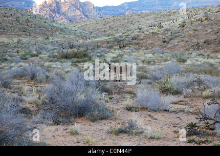 Wilde Esel am Red Rock Canyon Stockfoto