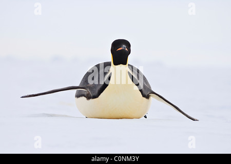 Kaiser-Pinguin gleitet über das Meereis in der Antarktis Stockfoto