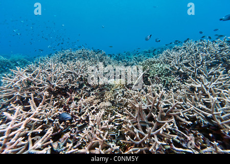 Korallengärten vor der Küste von Bunaken Insel in Nord-Sulawesi, Indonesien Stockfoto