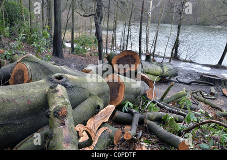 Wind beschädigt Bäume geschnitten bis auf Newmillerdam in der Nähe von Wakefield, West Yorkshire, Großbritannien Stockfoto