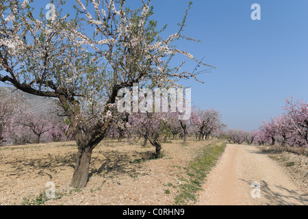 verfolgen Sie durch Mandel Obstgarten, [Prunus Dulcis], in der Nähe von Alcalali, Jalon Tal, Provinz Alicante, Comunidad Valencia, Spanien Stockfoto