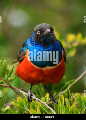 Superb Starling in Amboseli, Kenia Stockfoto