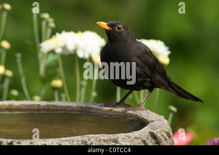 [Amsel Turdus merula] Mann auf vogelbad im Garten Stockfoto