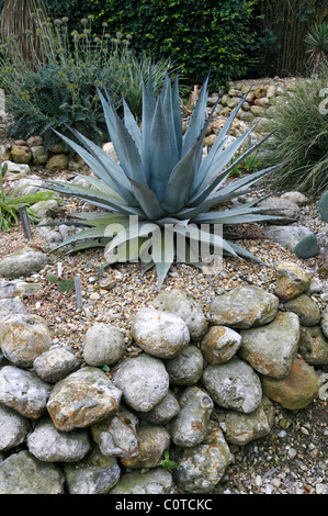 Ein Blick auf die Wüste Garten mit Agave im Osten Ruston Old Vicarage garden Stockfoto