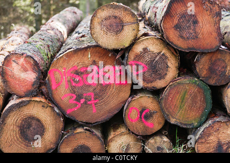 Bäume Fällen Sie, gekennzeichnet als "Erkrankte" von Phytophthora Ramorum (plötzlicher Eiche Tod Krankheit) Stockfoto