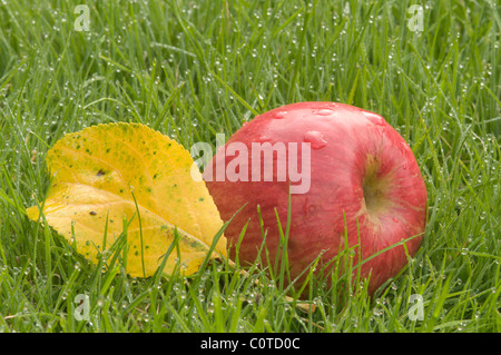 Roter Apfel auf Gras mit gelber Apfel Blatt vom Baum gefallen. Tau auf Gras. Windfall. Sussex, UK. Stockfoto